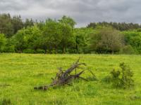 Baumrelikt auf Blumenwiese vor Waldrand nach dem Regen - Langensendelbach